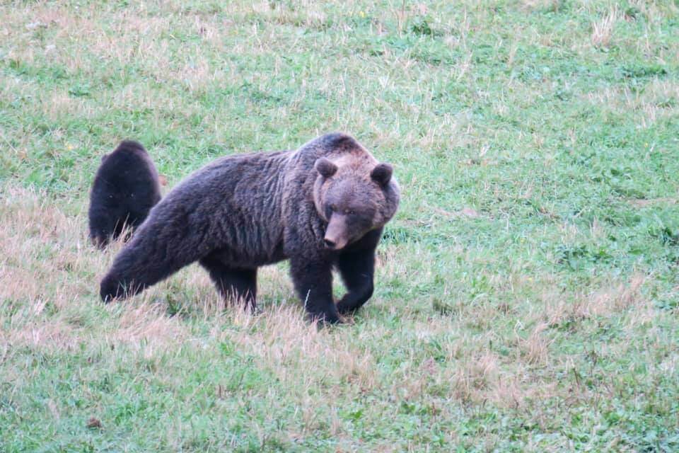 vedere gli orsi in Slovenia