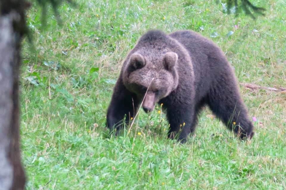 vedere gli orsi in Slovenia