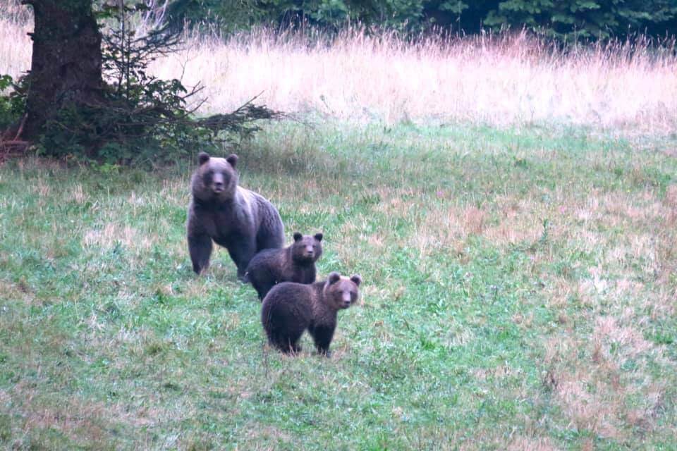 vedere gli orsi in Slovenia