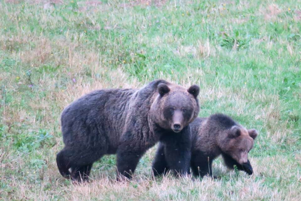 Bear watching in Slovenia - Mamma orsa con cucciolo