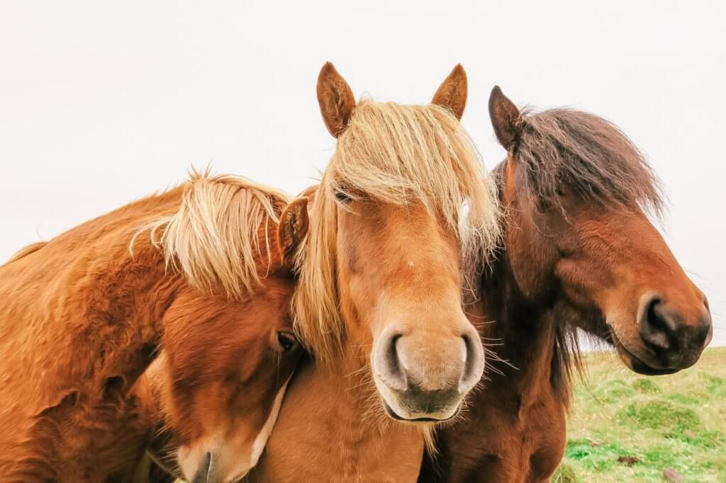 Quarantena in Islanda