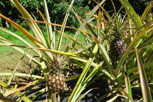Kauai cosa vedere in tre giorni