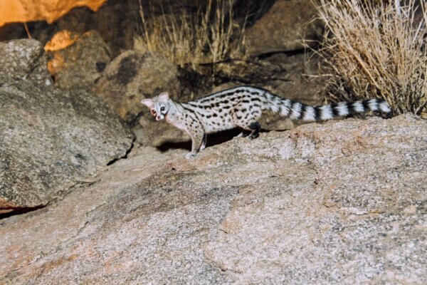 namibia