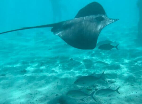 MOOREA