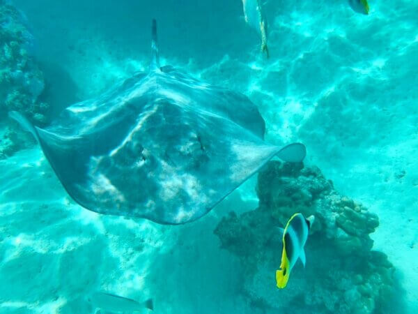 MOOREA SAFARI BLU