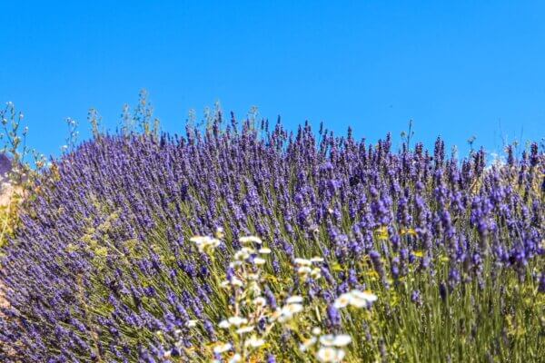 Vedere la Lavanda in Slovenia