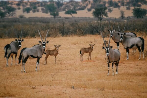 safari nel Kalahari Desert