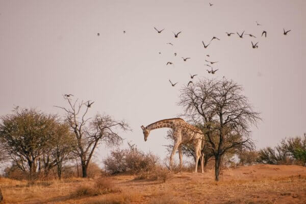 safari nel Kalahari Desert