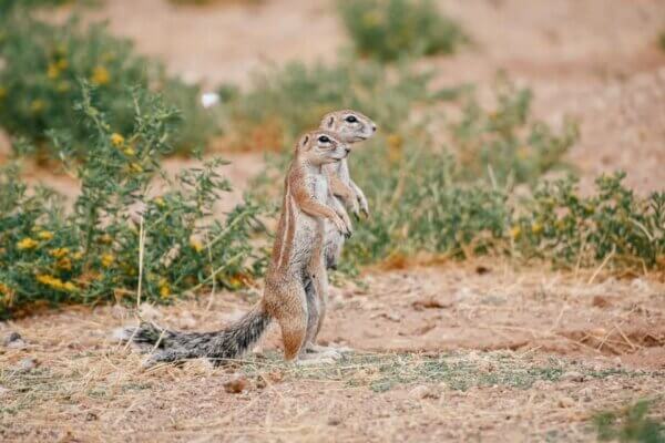 namibia