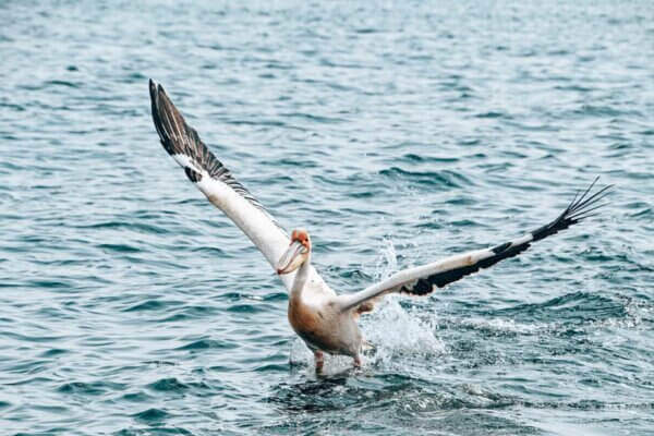 Tour in barca alla Walvis Bay