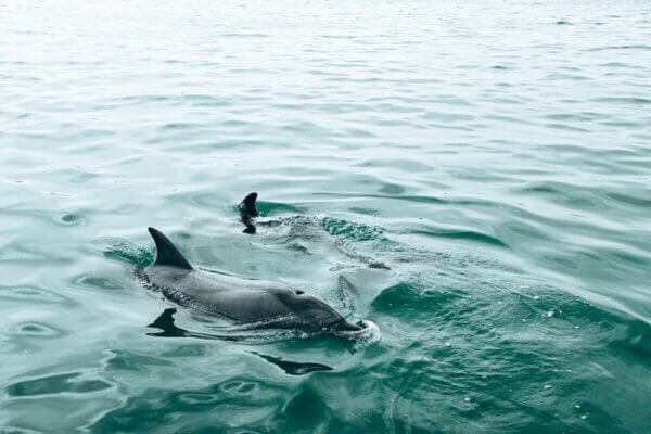 Tour in barca alla Walvis Bay