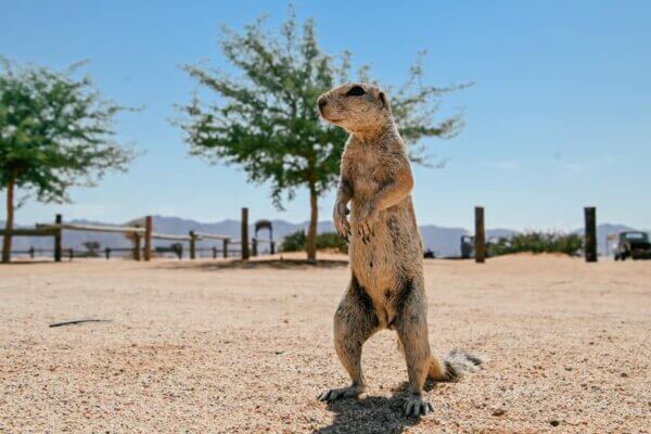 Solitaire in Namibia