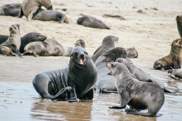 Tour in barca alla Walvis Bay