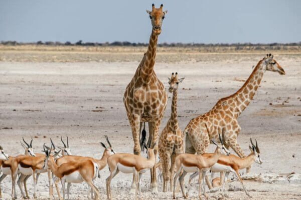 Safari all'Etosha