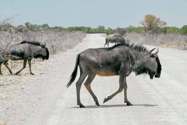 Safari all'Etosha