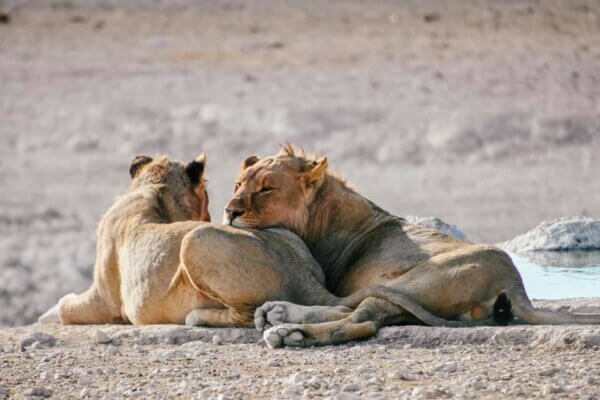 Etosha National Park