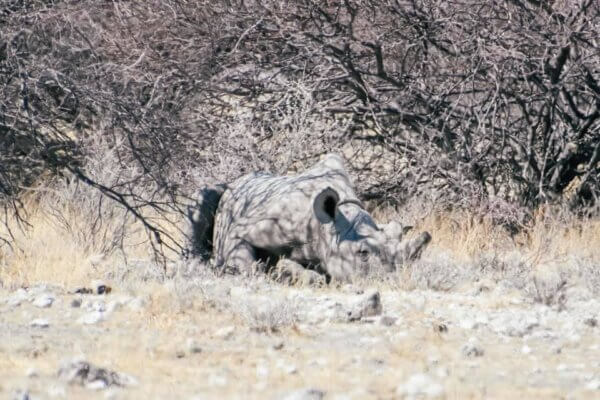 etosha