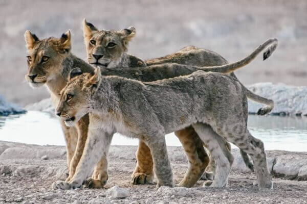 namibia