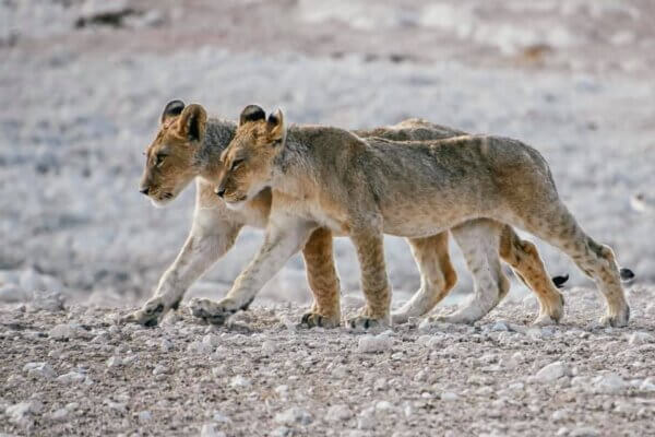 Etosha National Park