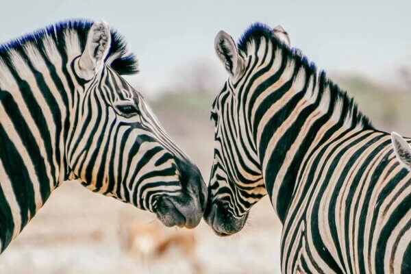 Safari all'Etosha