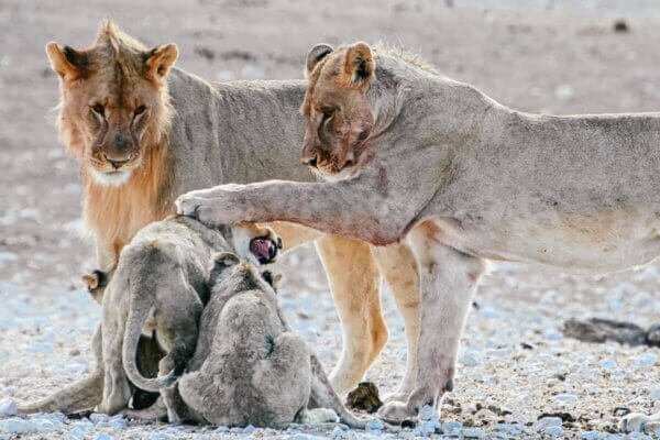 Etosha National Park