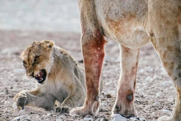 safari in namibia