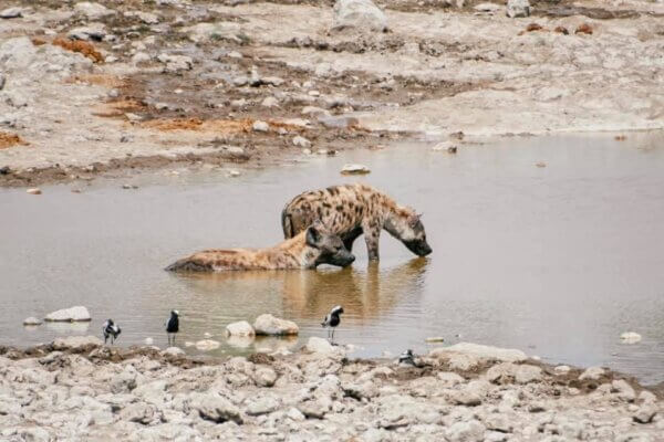 Safari all'Etosha