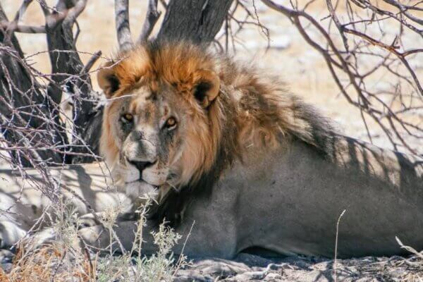 Etosha National Park