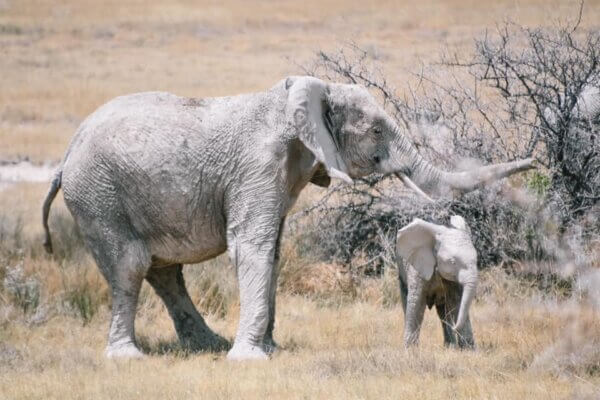 namibia