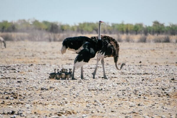 namibia