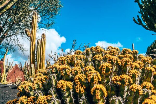 Jardín de Cactus