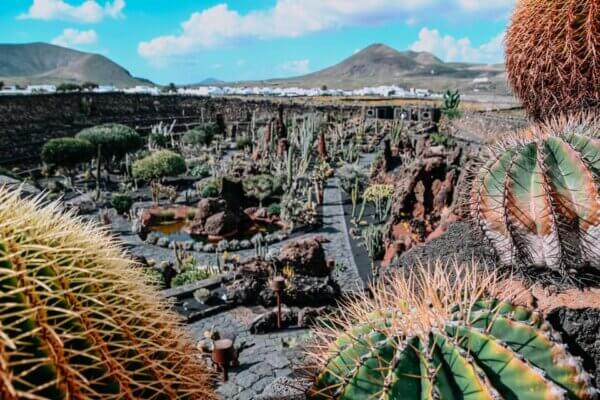 Jardín de Cactus
