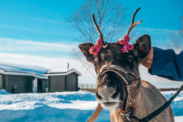 Safari Renne in Finlandia