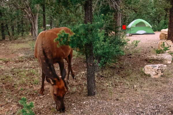 Camping al Grand Canyon