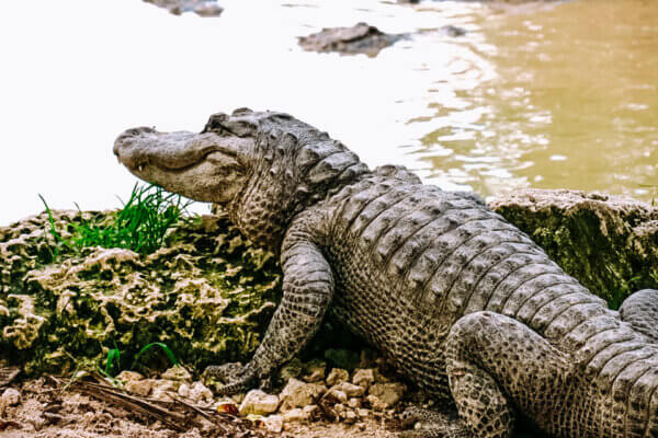 Everglades Alligator Farm