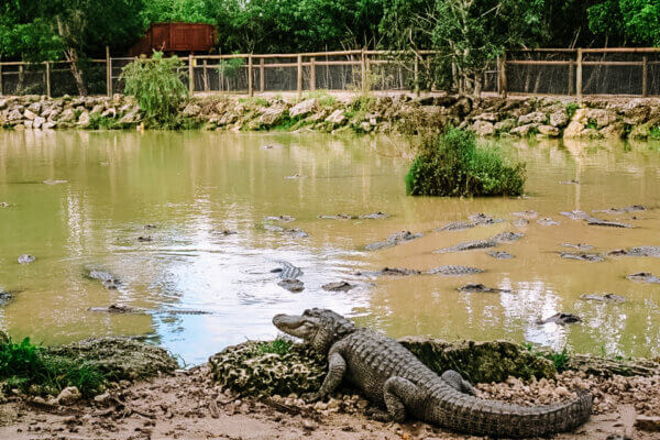 Everglades Alligator Farm