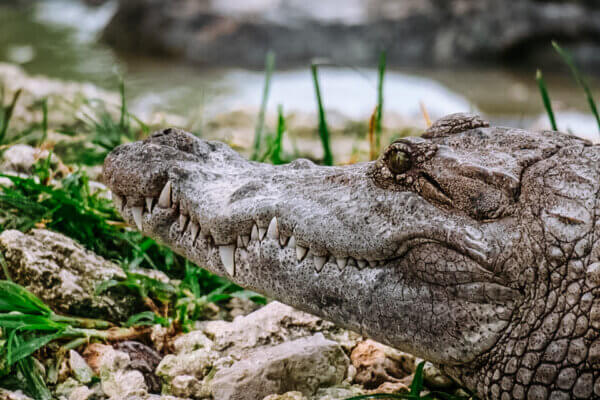 Everglades Alligator Farm