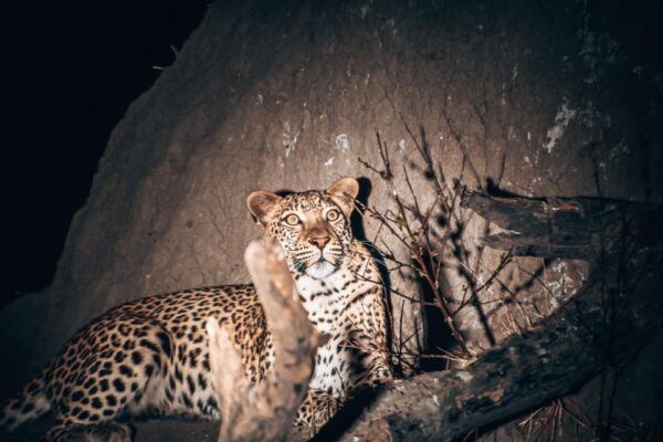 Rinnovo dei voti nel Delta dell'Okavango