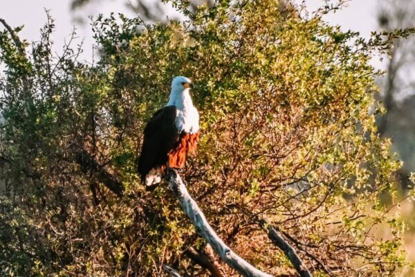 safari nell'Okavango Delta