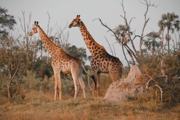 safari nell'Okavango Delta