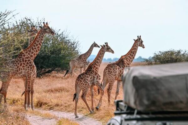 Savuti National Park
