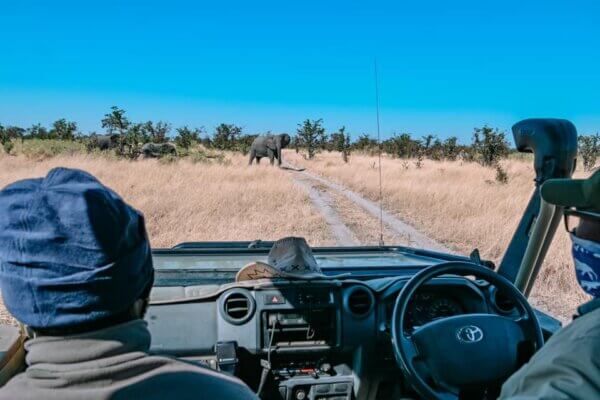 safari nell'Okavango Delta