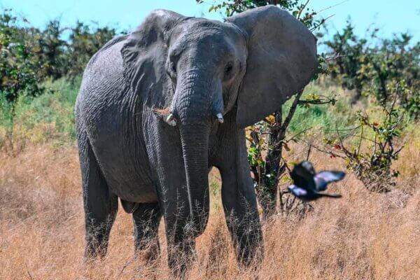 safari nell'Okavango Delta