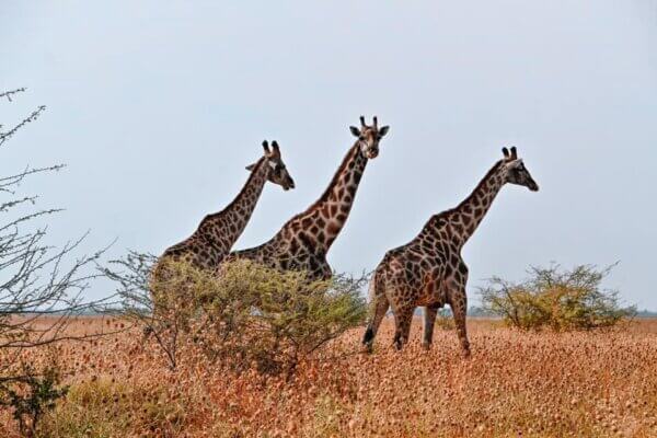 BOTSWANA