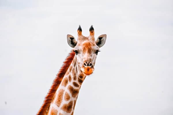 BOTSWANA