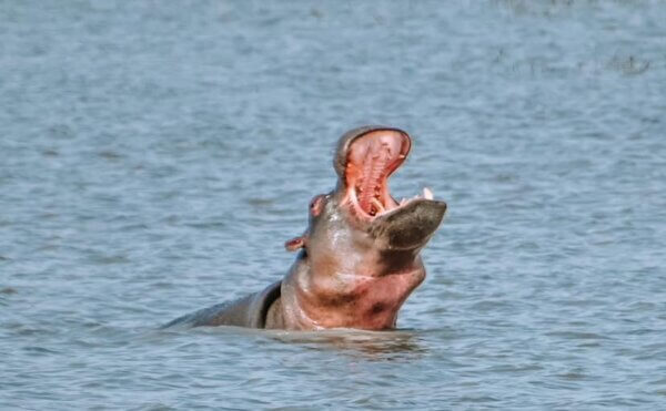 Dove dormire al Chobe National Park
