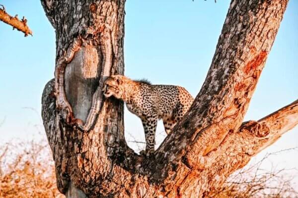 Madikwe Game Reserve