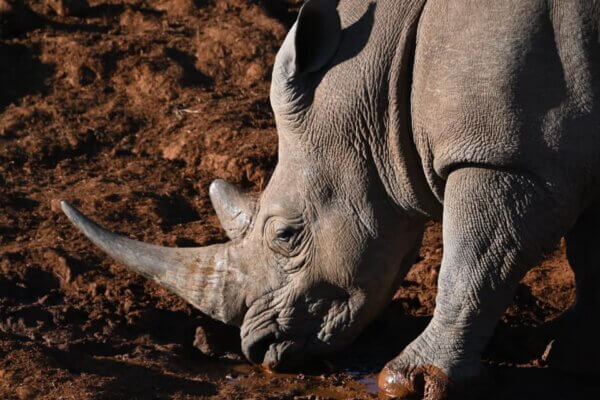 sudafrica