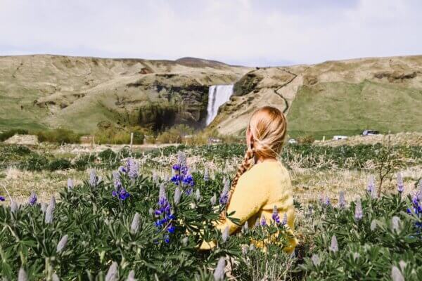 Lupini e Puffin in Islanda