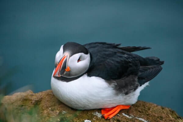 Puffin a Látrabjarg